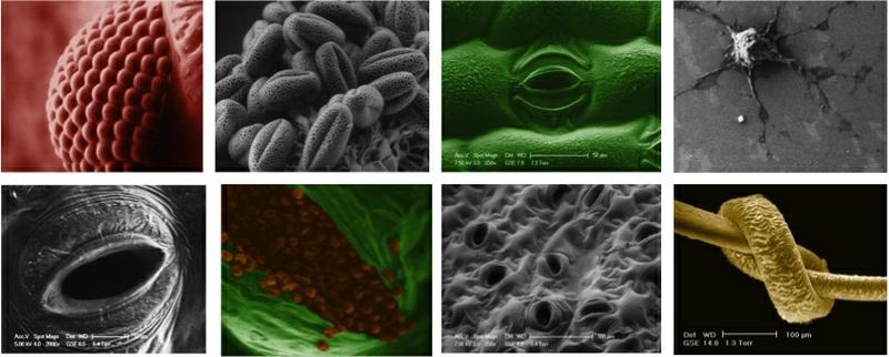 ESEM Images